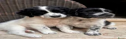 Meticcio cani in regalo: CUCCIOLI, URGENTE! TEMPO SCADUTO  a Provincia di Arezzo - Annuncio 2