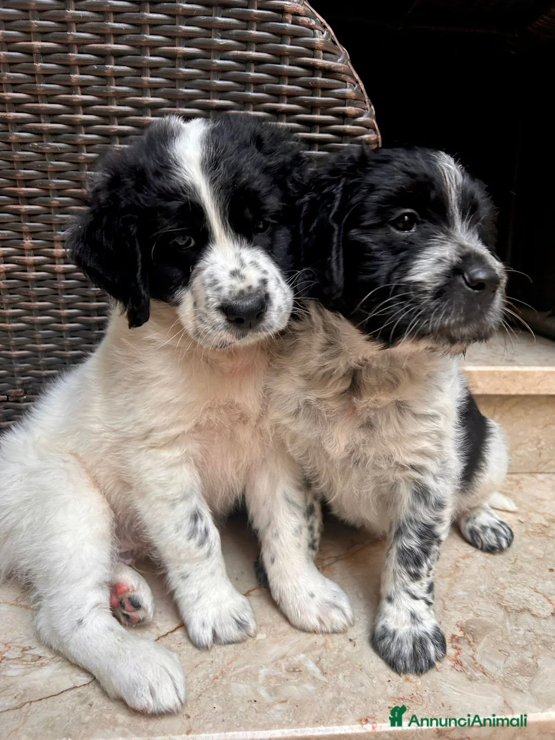 Meticcio cani in regalo: CUCCIOLI, URGENTE! TEMPO SCADUTO  a Provincia di Arezzo - Annuncio 2