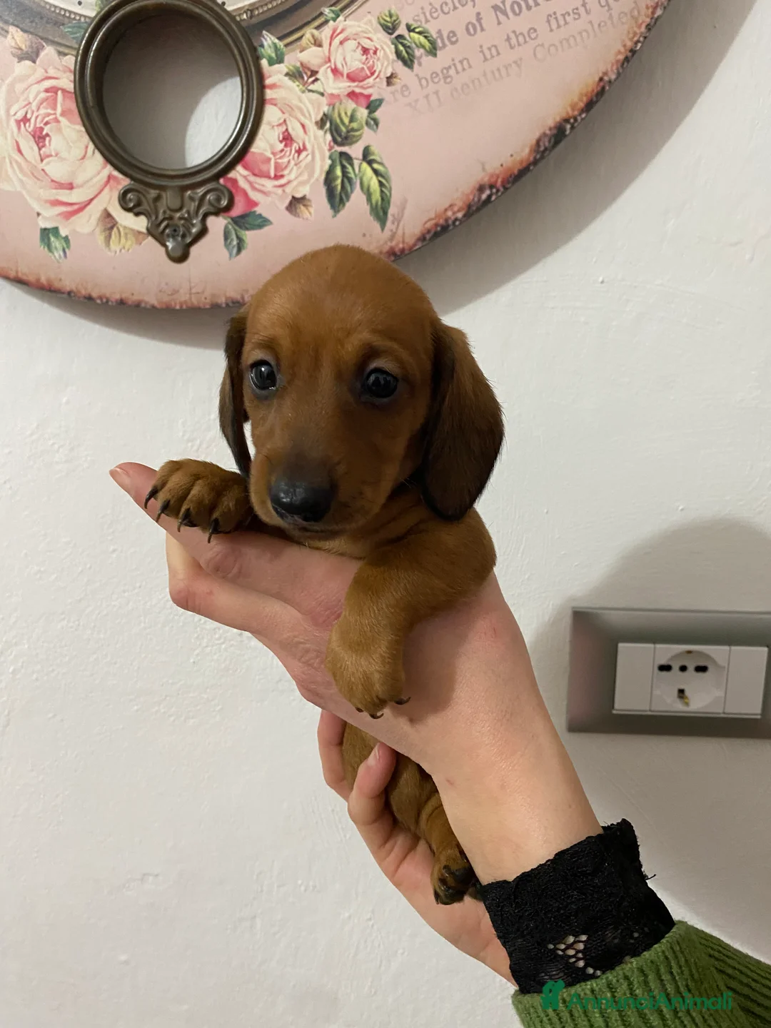 Bassotto cani in vendita: Bassotto nano tedesco - Annuncio 4