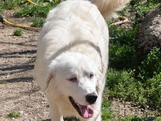 Meticcio cani MI ADOTTI? SONO IL DOLCE OSLO a Provincia di Forlì-Cesena - Annuncio 19