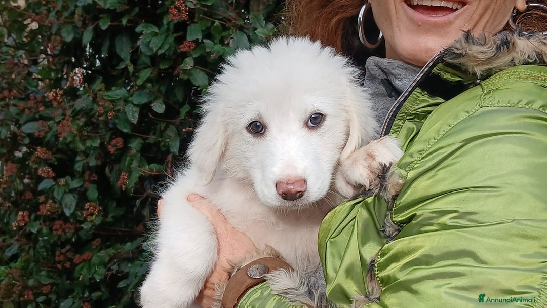 Meticcio cani in regalo: LA DOLCE GAIA HA BISOGNO DI TE, IN ADOZIONE - Annuncio 3