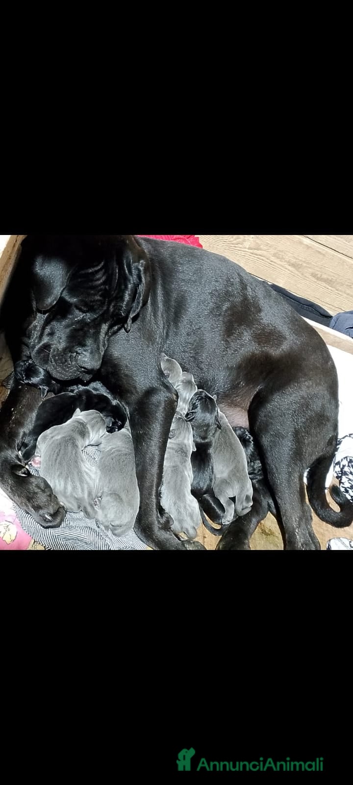 Cane Corso cani Ultimi cuccioli di cane corso  - Annuncio 2