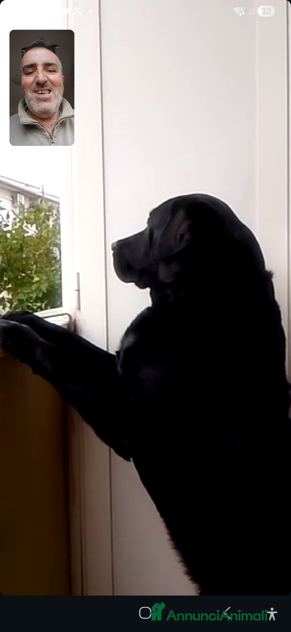 Labrador cani Labrador per accoppiamento  - Annuncio 1