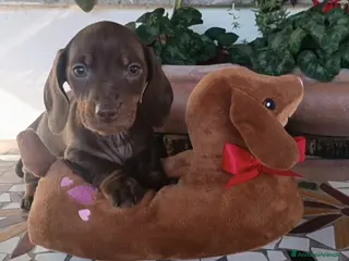 Bassotto cani Cuccioli bassotto disponibili. - Annuncio 16