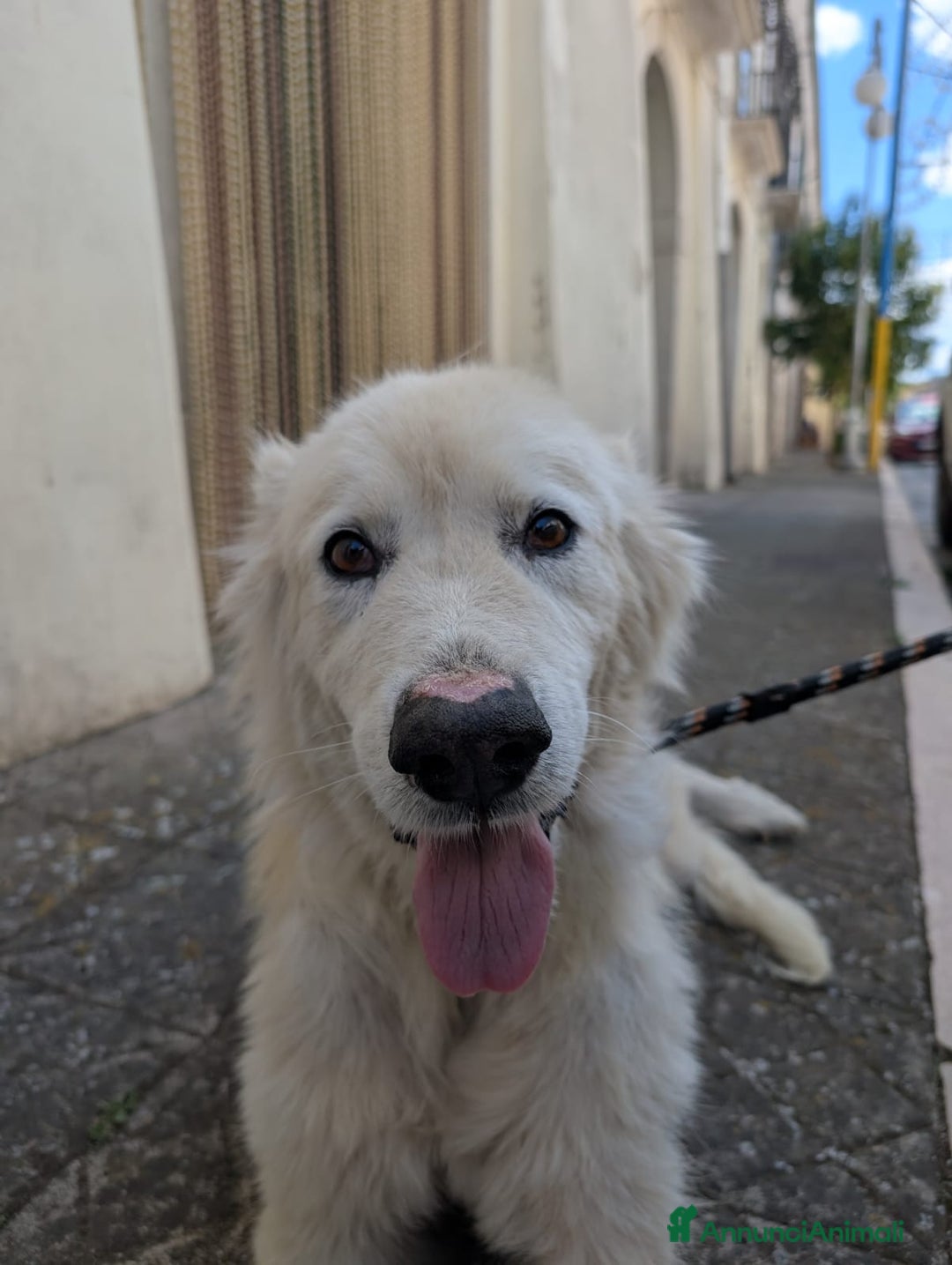 Meticcio cani in regalo: FABIANA MIX MAREMMANO - Annuncio 17