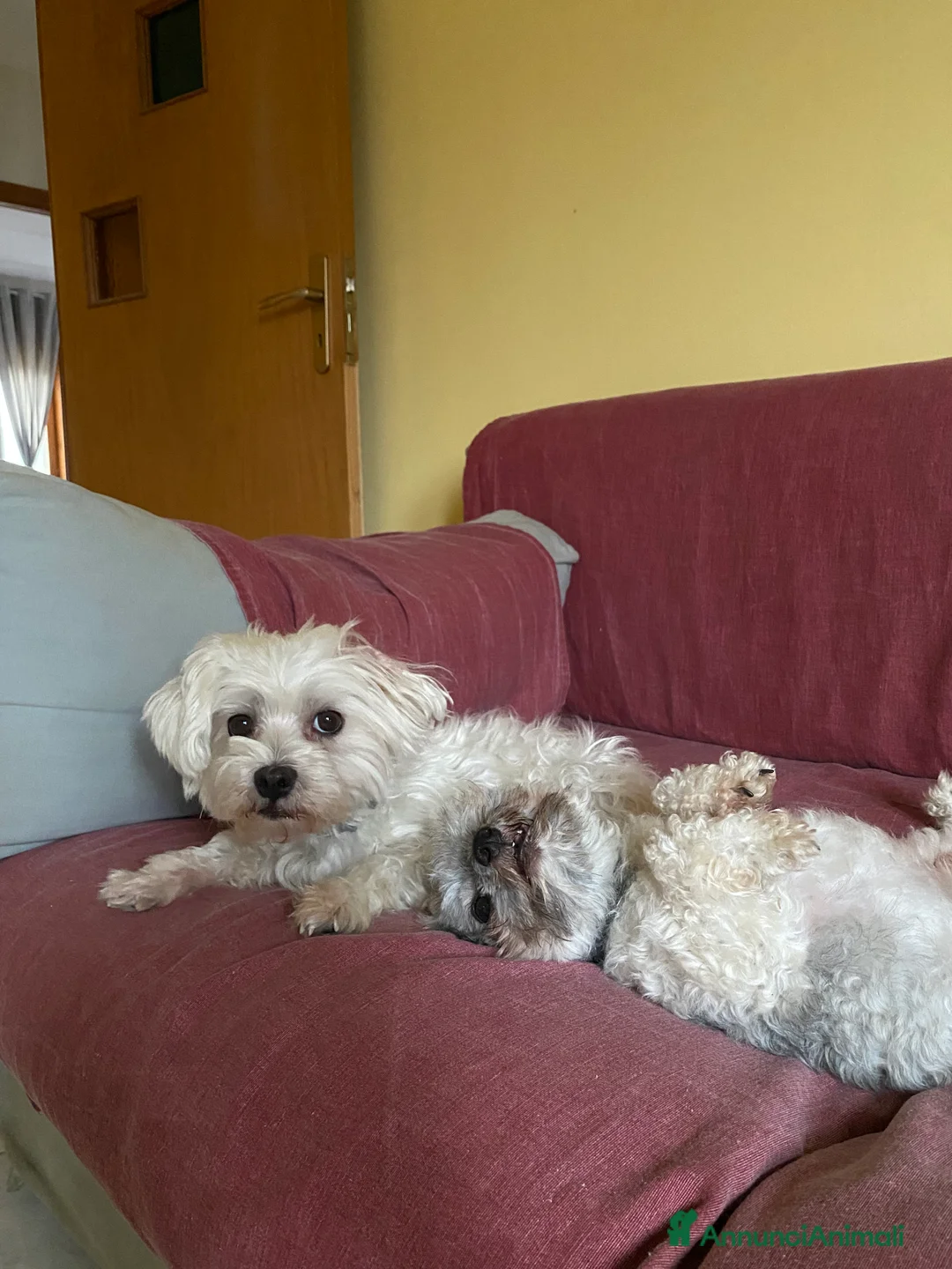 Maltipoo cani in vendita: Cuccioli maltipoo - Annuncio 12