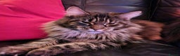 Maine Coon gatti in vendita: Maine coon pedigree - Annuncio 4
