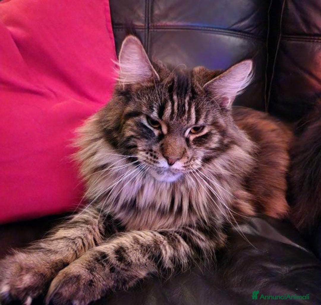 Maine Coon gatti in vendita: Maine coon pedigree - Annuncio 4