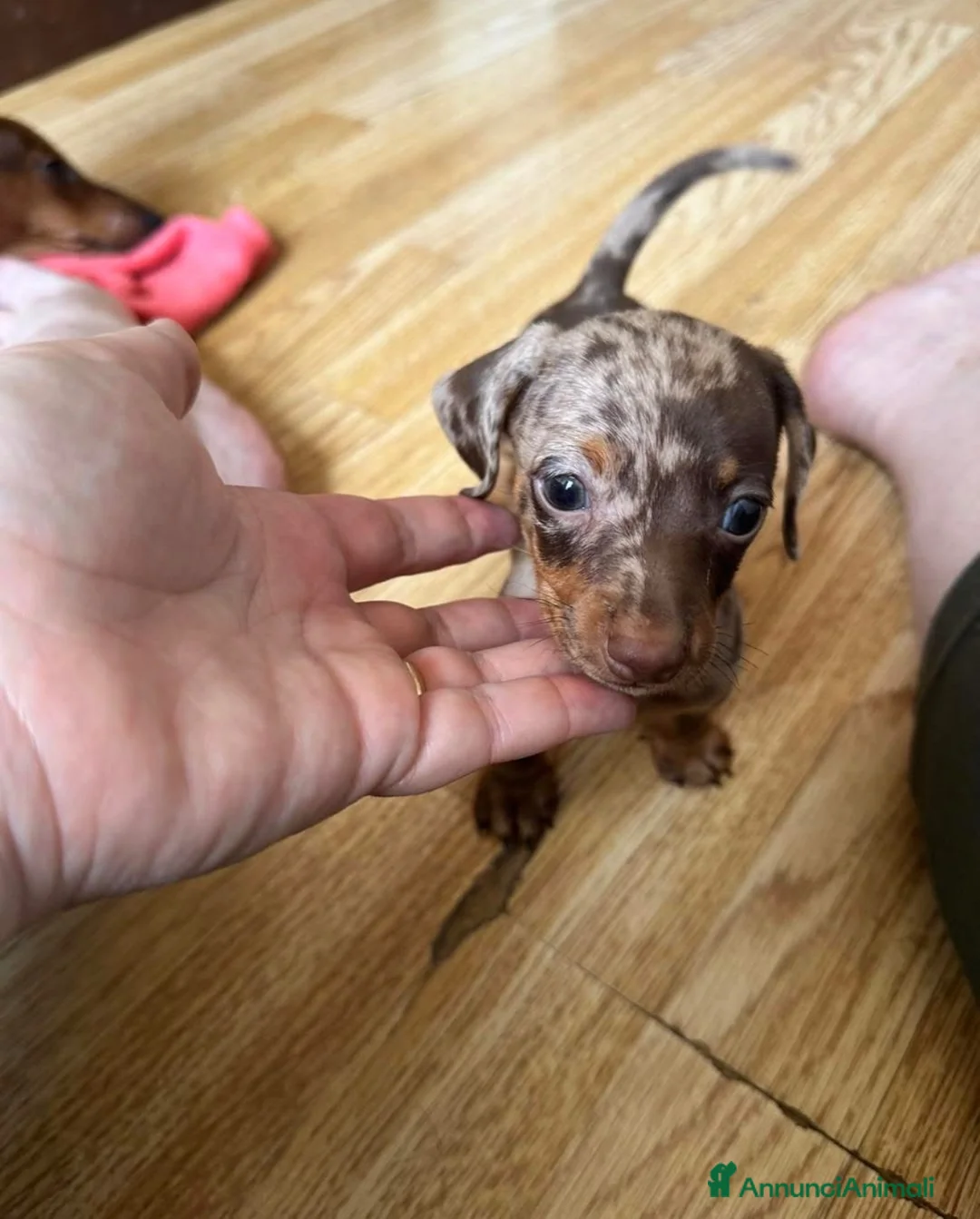 Bassotto cani in vendita: Cuccioli Bassotto  a Città metropolitana di Milano - Annuncio 5