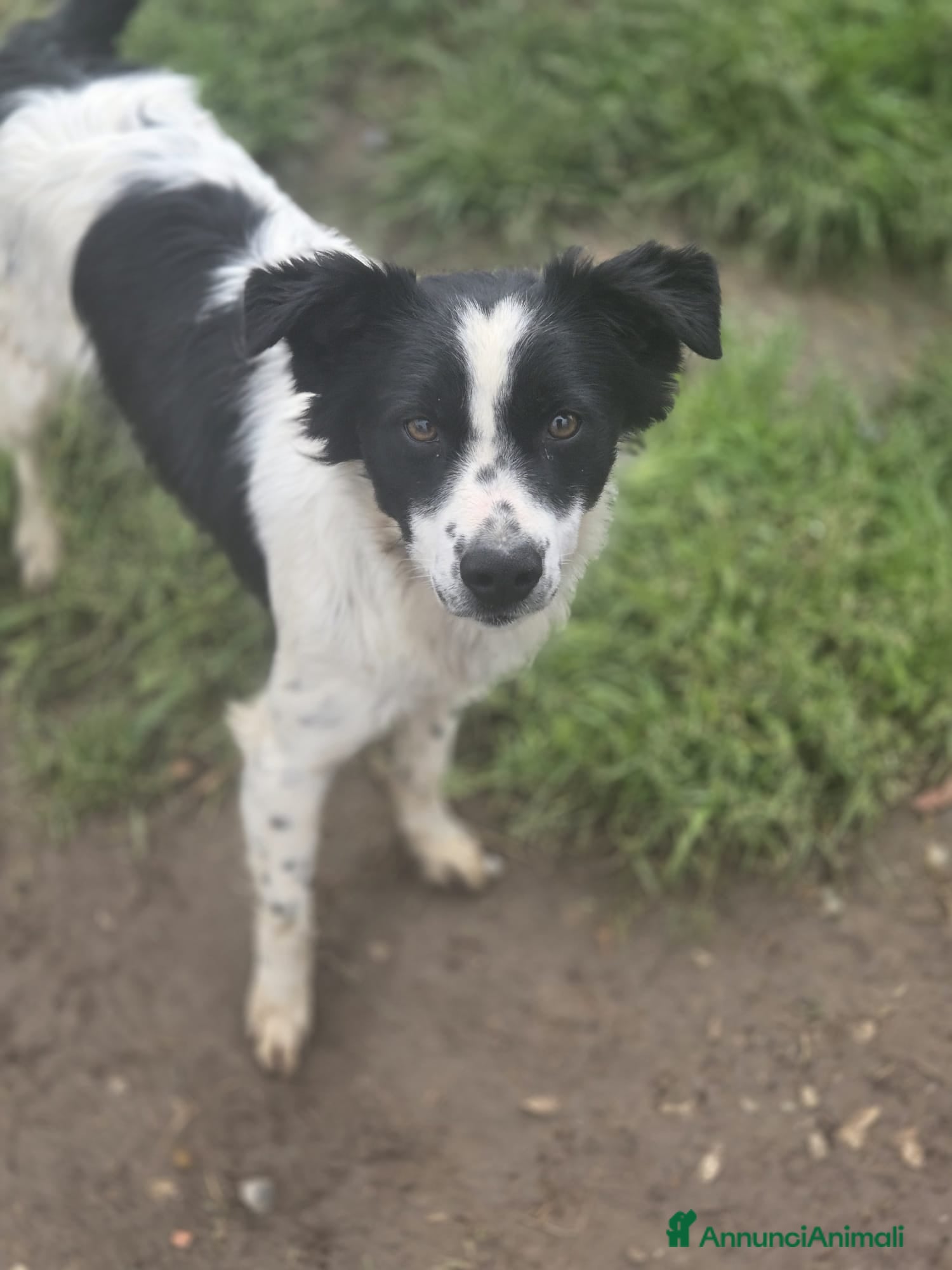 Meticcio cani PICCOLO TIMMY - Annuncio 17