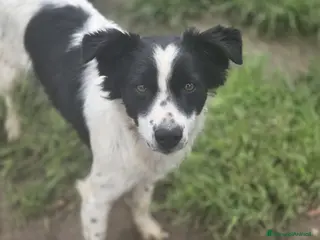 Meticcio cani PICCOLO TIMMY - Annuncio 17