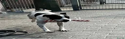 Meticcio cani in regalo: BLACK GENTILCANE - Annuncio 3