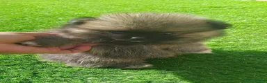 Volpino Pomerania 1