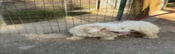 Meticcio cani in regalo: Snoopy, un meticcio coccolone - Annuncio 3
