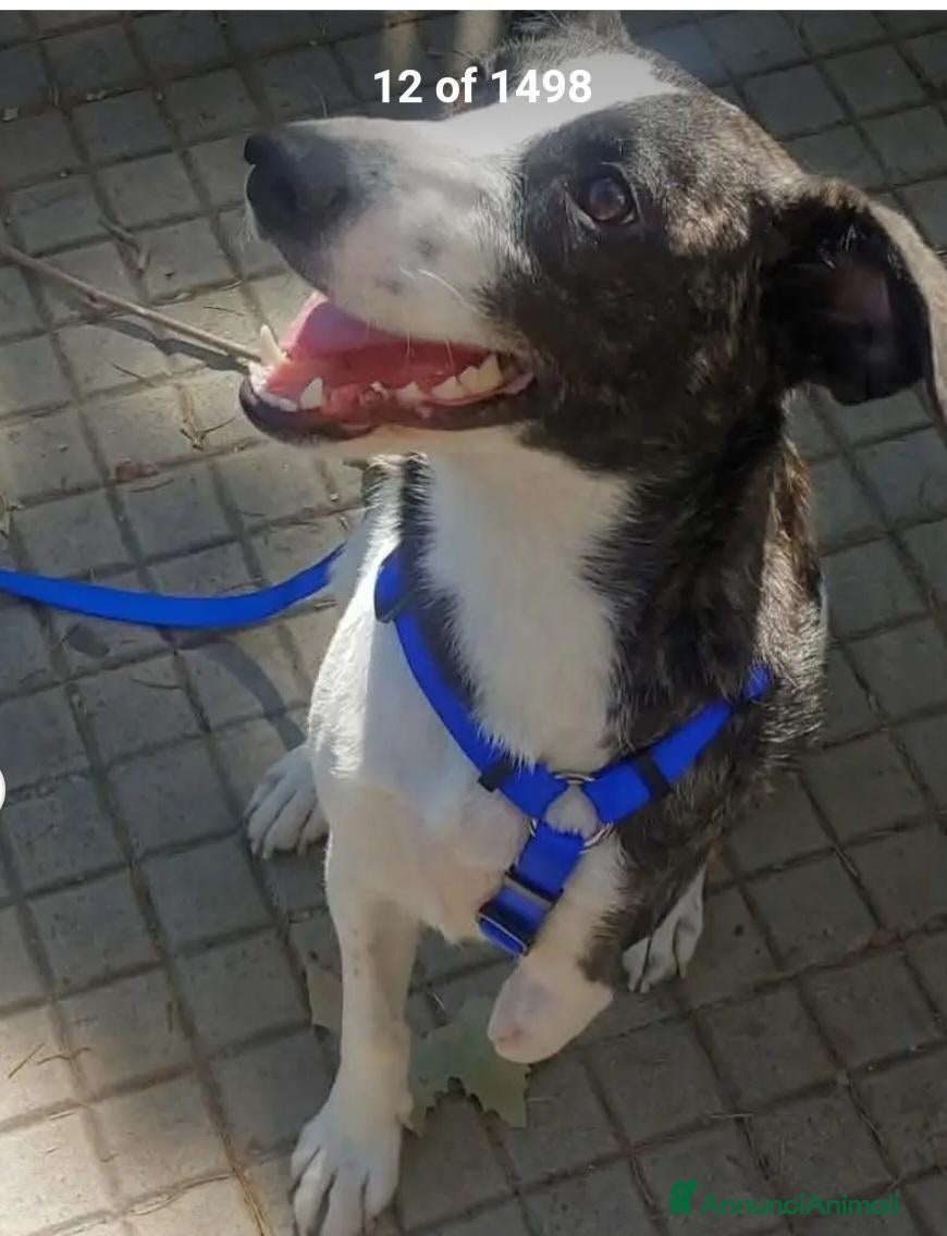 Meticcio cani Luce 3anni TRIPODE SOS STALLO/ADOZ. SOS URGE NUORO - Annuncio 1