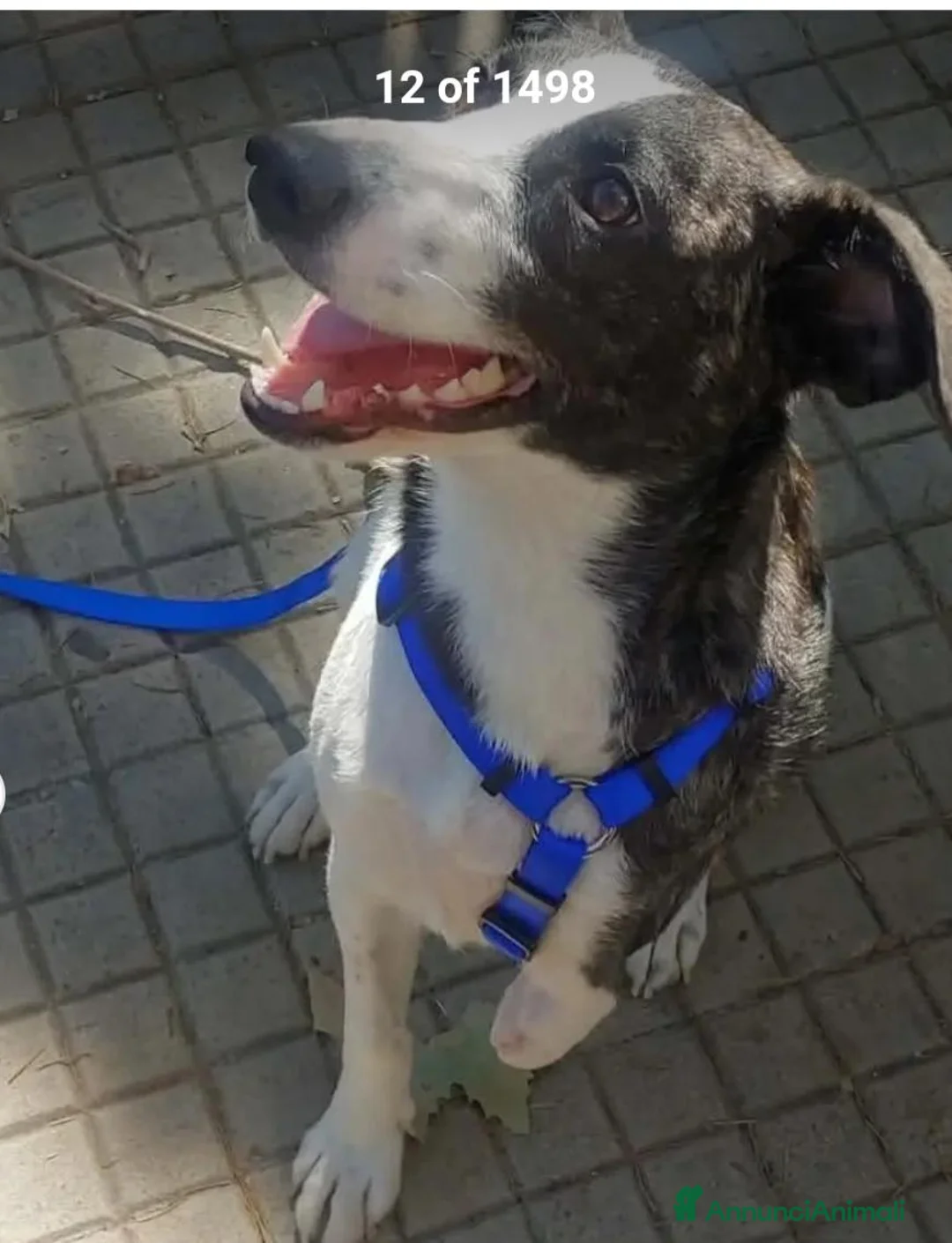 Meticcio cani in regalo: Luce 3anni TRIPODE SOS STALLO/ADOZ. SOS URGE NUORO - Annuncio 1