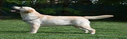 Labrador cani in vendita: Cuccioli di Labrador Miele a Provincia di Massa e Carrara - Annuncio 8