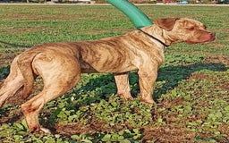 Pitbull cani in regalo: GRINO, strepitoso pit dal manto tigrato a Provincia di Latina - Immagine 2