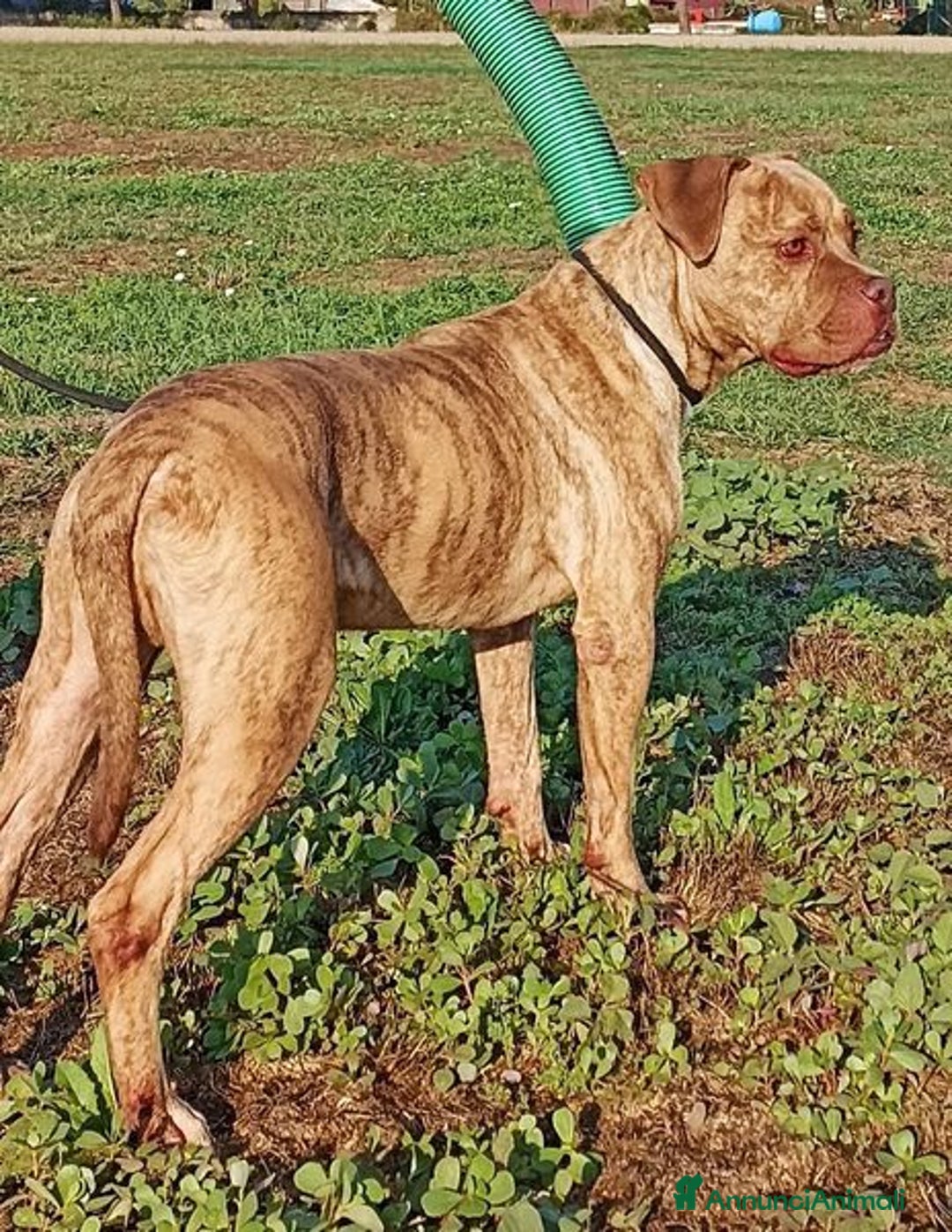 Pitbull cani in regalo: GRINO, strepitoso pit dal manto tigrato a Provincia di Latina - Immagine 2