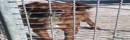 Meticcio cani in regalo: Zito cucciolotto in canile  - Annuncio 6