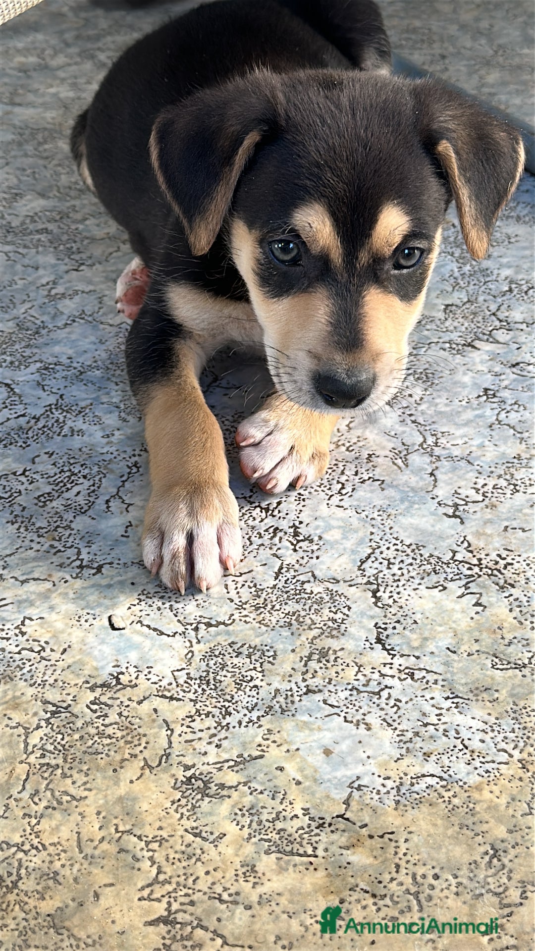 Meticcio cani in regalo: VASCO CERCA ADOZIONE - Annuncio 4