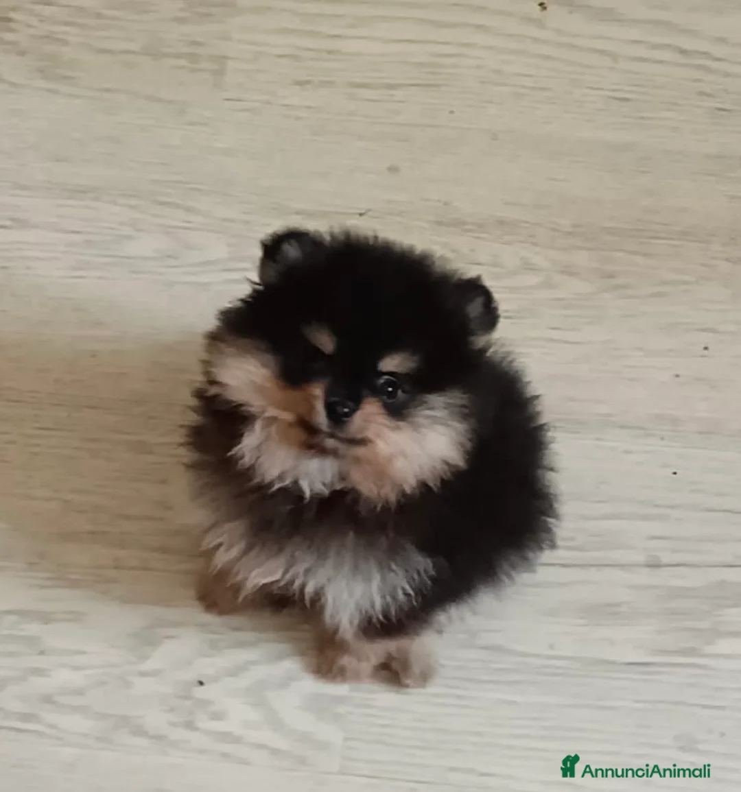 Volpino Pomerania cani in vendita: Volpino di Pomerania - Annuncio 4