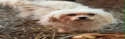 Maltese cani in regalo: LEDA, giovane MALTESE super affettuosa! - Annuncio 6