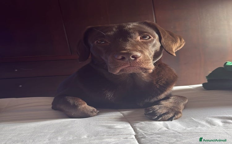 Labrador cani - Annuncio 1