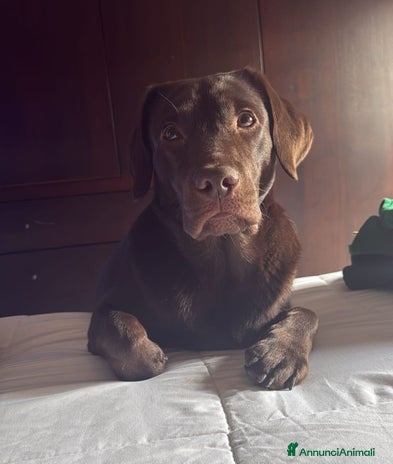 Labrador cani - Annuncio 1