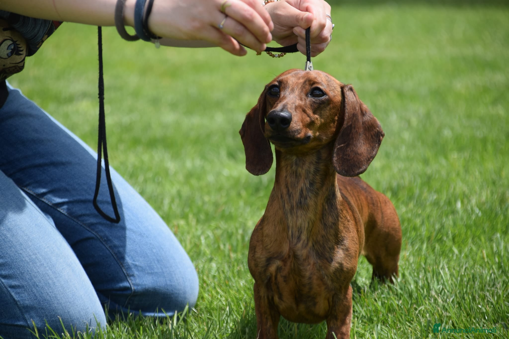 Bassotto cani Bassotto nano, per accoppiamento - Annuncio 2