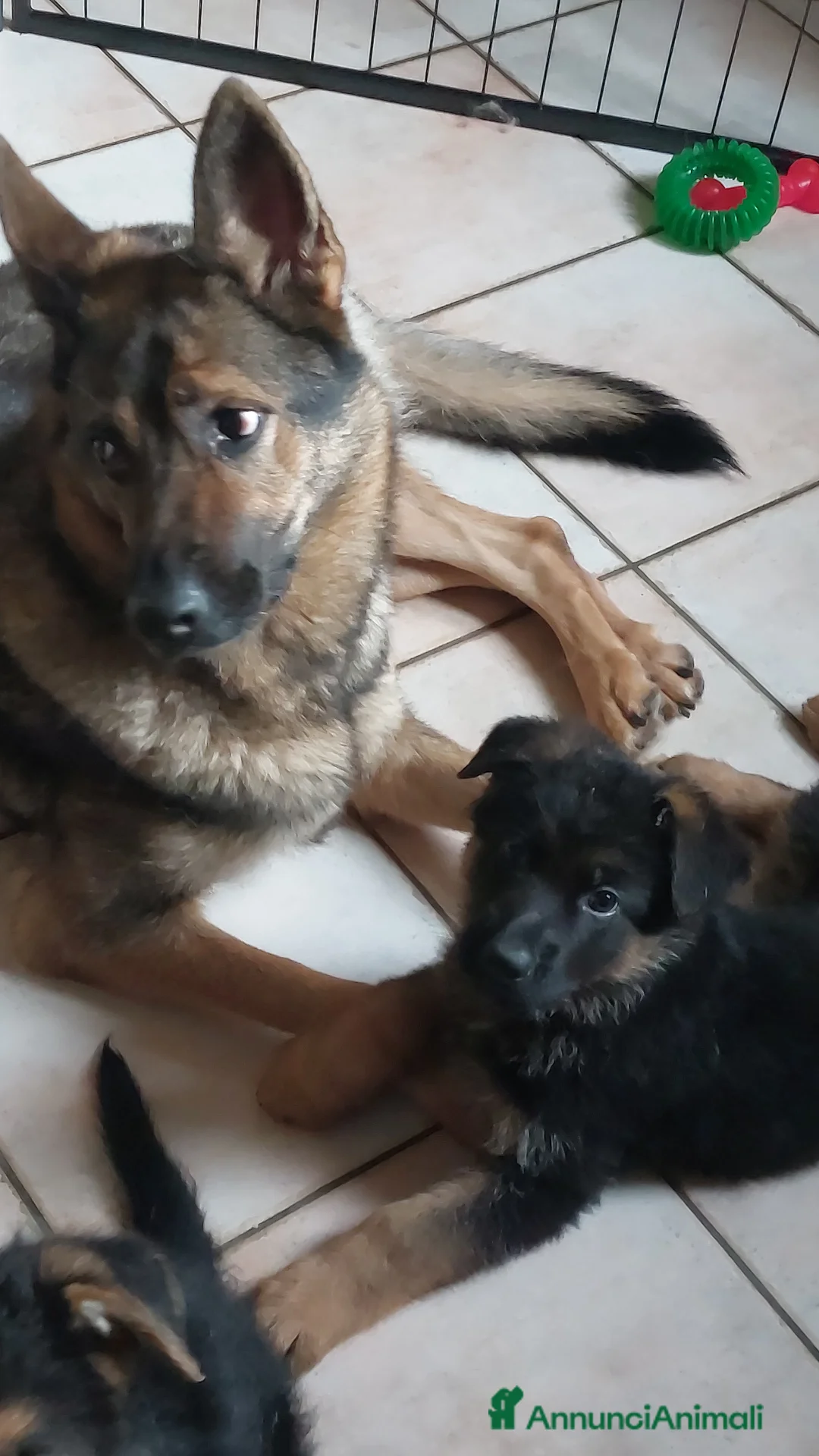 Pastore Tedesco cani in vendita: Cuccioli pastore tedesco pedigree enci  - Annuncio 4