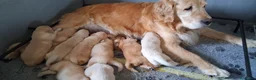 Golden Retriever cani in vendita: Golden retriever pronta consegna  - Annuncio 2
