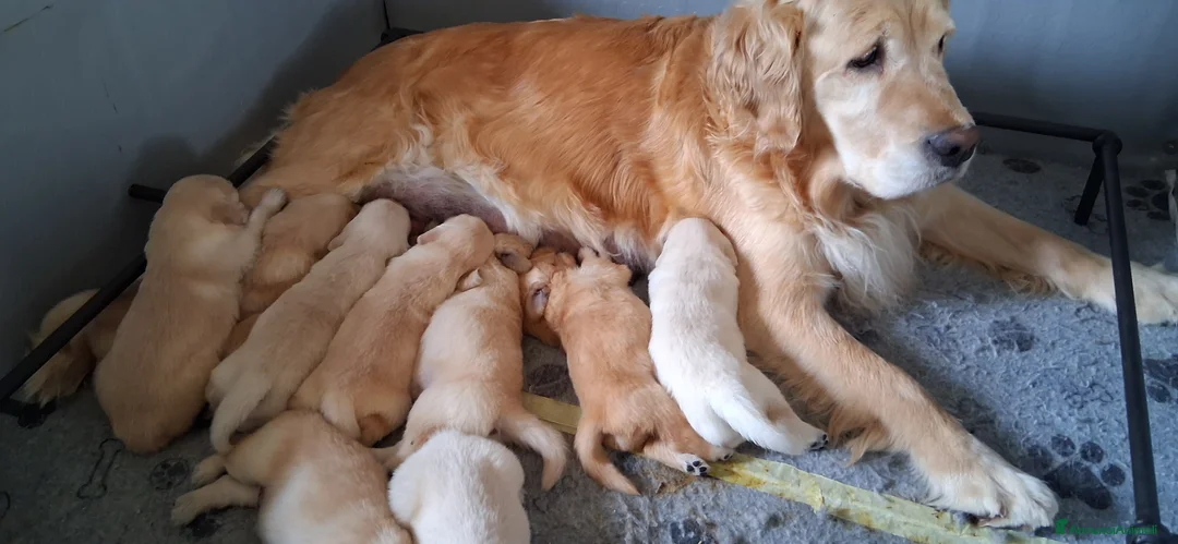 Golden Retriever cani in vendita: Golden retriever pronta consegna  - Annuncio 2