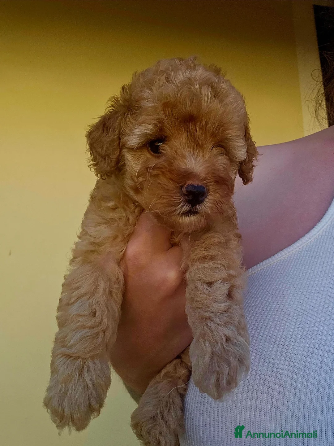 Barboncino Toy cani in vendita: Barboncina toy red - Annuncio 1