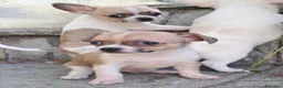 Chihuahua cani in vendita: Chihuahua - Annuncio 3