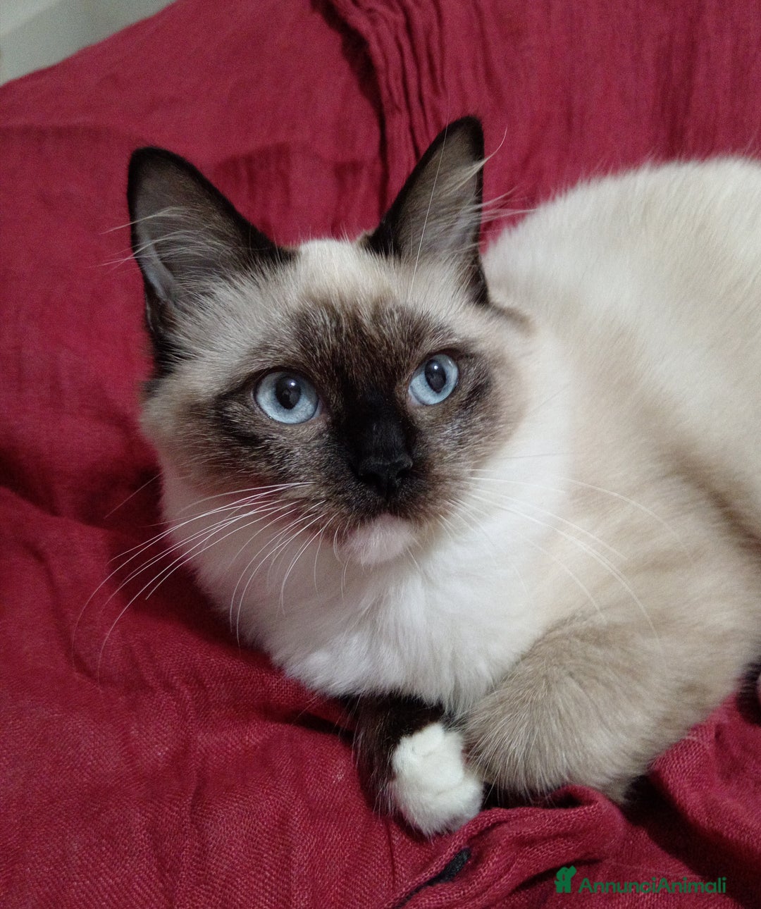 Ragdoll gatti in vendita: Ragdoll Cucciola con pedigree ministeriale - Roma - Annuncio 4