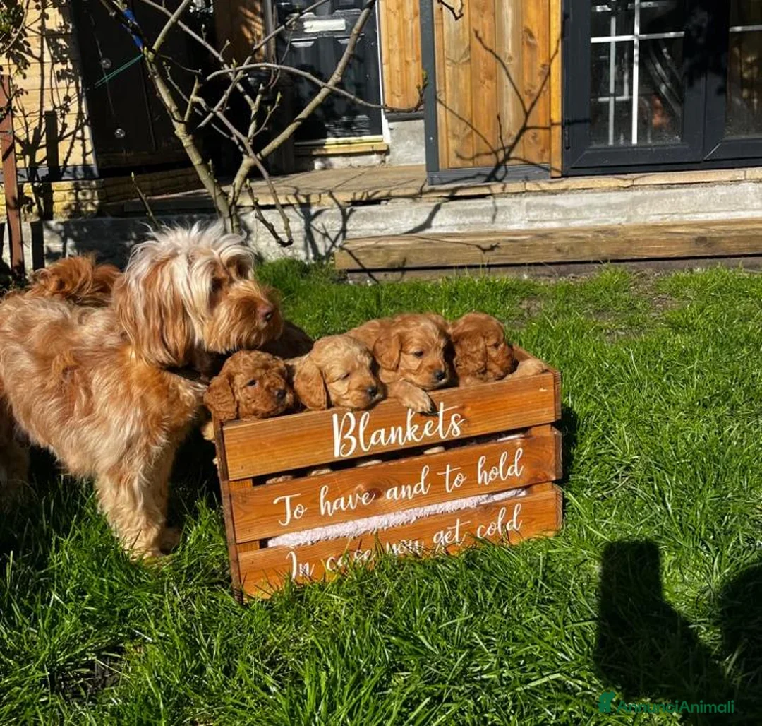 Cavapoo cani in vendita: Splendidi cuccioli di Cavapoo F1 - Annuncio 2
