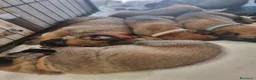 Pastore Belga cani in vendita: Prenotazione  a Città Metropolitana di Bologna - Annuncio 3