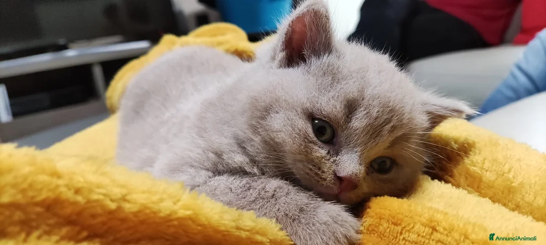 Immagine della galleria {{count}}