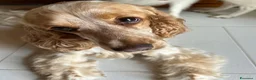 Cocker cani in regalo: Cocker Spaniel e Volpino cercano nuova famiglia  a Libero consorzio comunale di Ragusa - Annuncio 7