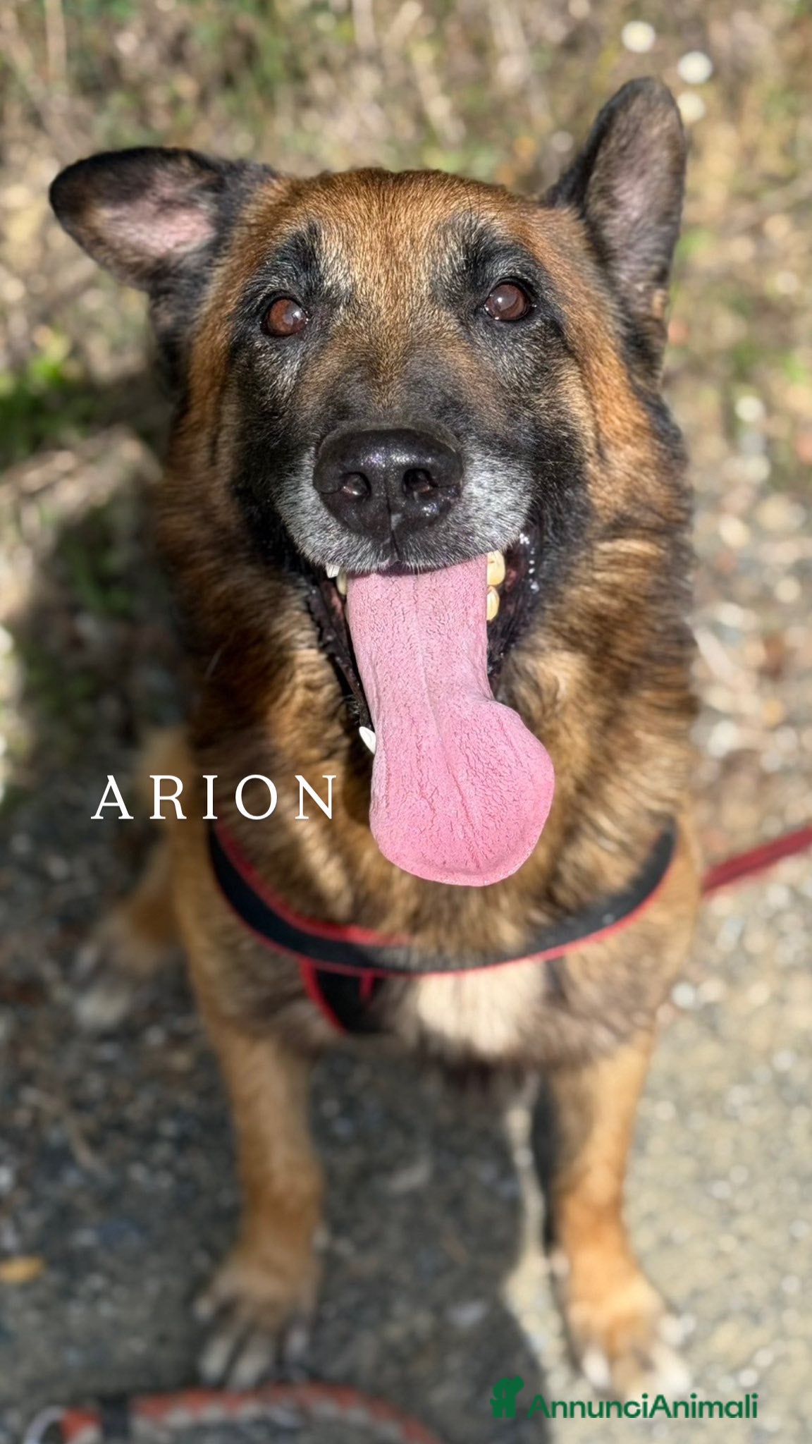 Pastore Belga cani NARA & AIRON: PASTORI BELGA MALINOIS dolcissimi! - Annuncio 1