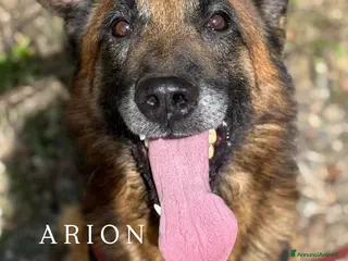 Pastore Belga cani NARA & AIRON: PASTORI BELGA MALINOIS dolcissimi! - Annuncio 11