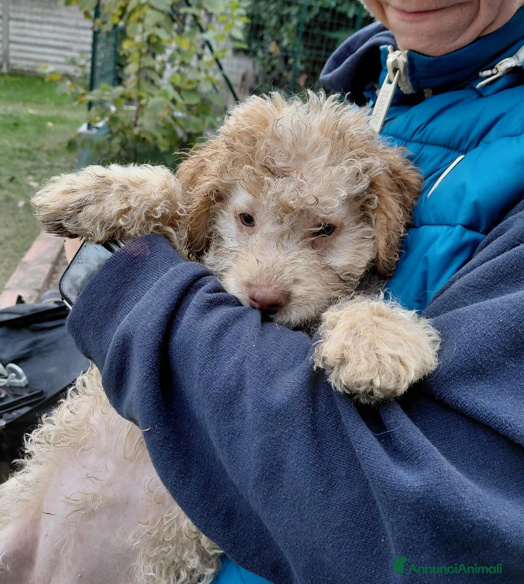Lagotto cani in vendita: Cuccioli lagotto romagnolo da tartufi  - Annuncio 10