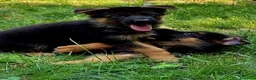Pastore Tedesco cani in vendita: Pastore tedesco cuccioli - Annuncio 3