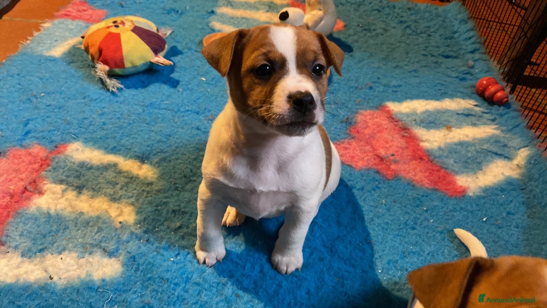 Jack Russell cani in vendita: JACK RUSSELL TERRIER pelo corto pedigree - Annuncio 1