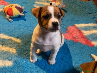 Jack Russell cani JACK RUSSELL TERRIER pelo corto pedigree - Annuncio 1