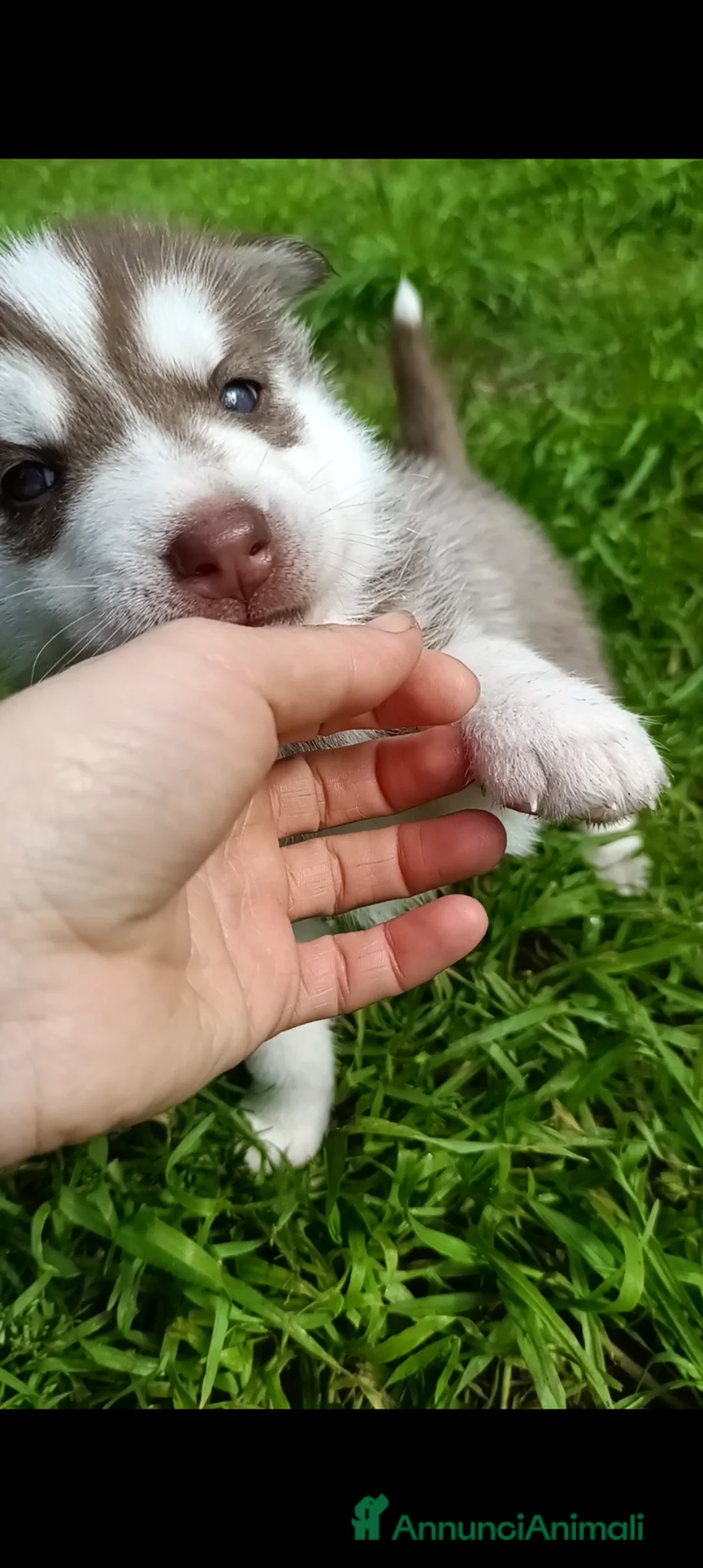 Husky cani in vendita: Cucciolo Siberian husky maschio  a Provincia dell'Aquila - Annuncio 9