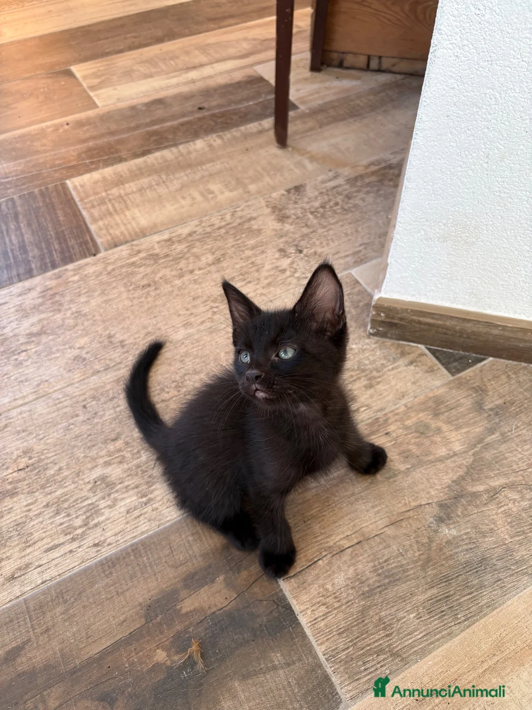 Meticcio gatti in vendita: Maschetto nero mix MaineCoon  a Città Metropolitana di Torino - Annuncio 14