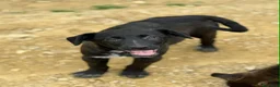 Meticcio cani in regalo: SILAS, cucciolotto in nero ignorato da tutti. - Annuncio 5
