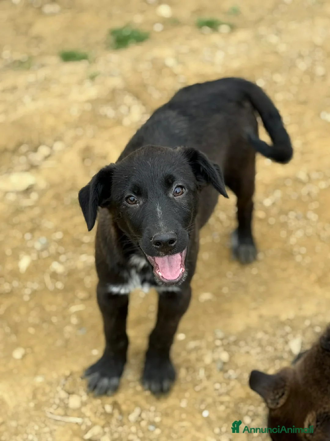 Meticcio cani in regalo: SILAS, cucciolotto in nero ignorato da tutti. - Annuncio 5